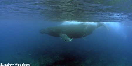 humpback Whale underwater C Andrew Woodburn